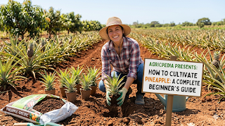 How to Plant Pineapple: A Complete Beginner’s Guide | Agricpedia