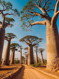 The Baobab Tree: Africa’s Ancient “Tree of Life” and Its Superfruit