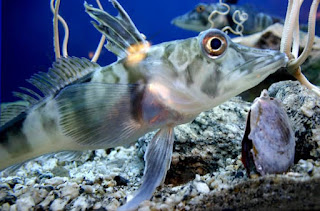 The Icefish: Nature’s Transparent-Blooded Wonder of Antarctica