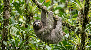The Sloth: Why This Slow-Moving Marvel is a Master of Survival