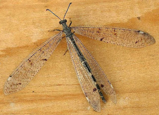 The Adult Antlion – A Nocturnal Garden Beneficial Insect