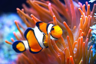 Clownfish: The Surprising Science Behind the Real Nemo