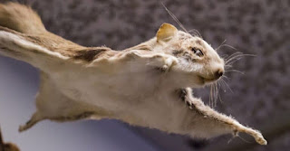 Flying Squirrel: The Nocturnal Acrobat of the Forest Canopy