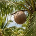 Coconut